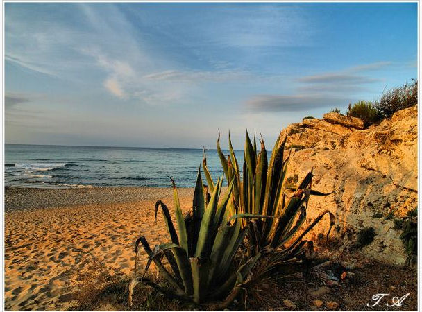 can picafort beach