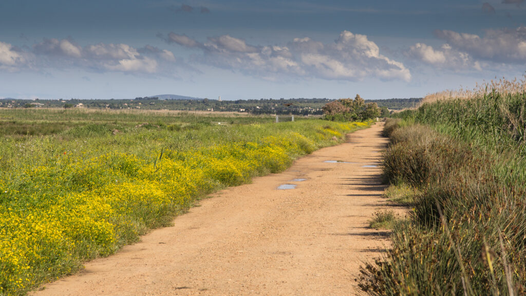 albufera natural park trail