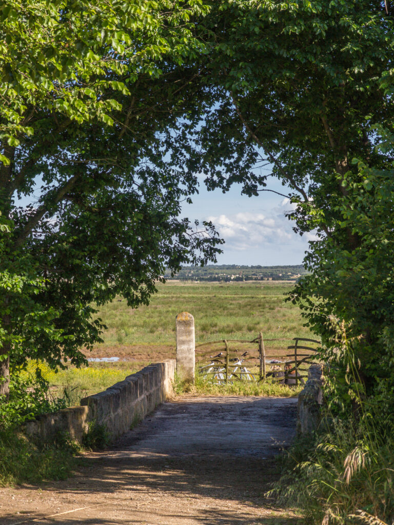 view of the albufera in sa pobla mallorca