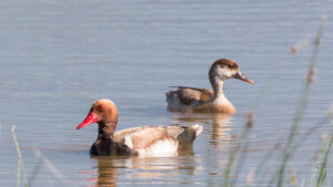 ducks in s'albufera natural park