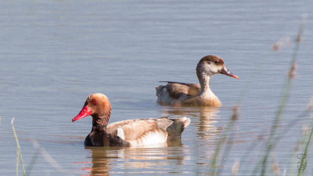 patos en el parque natural de s´albufera