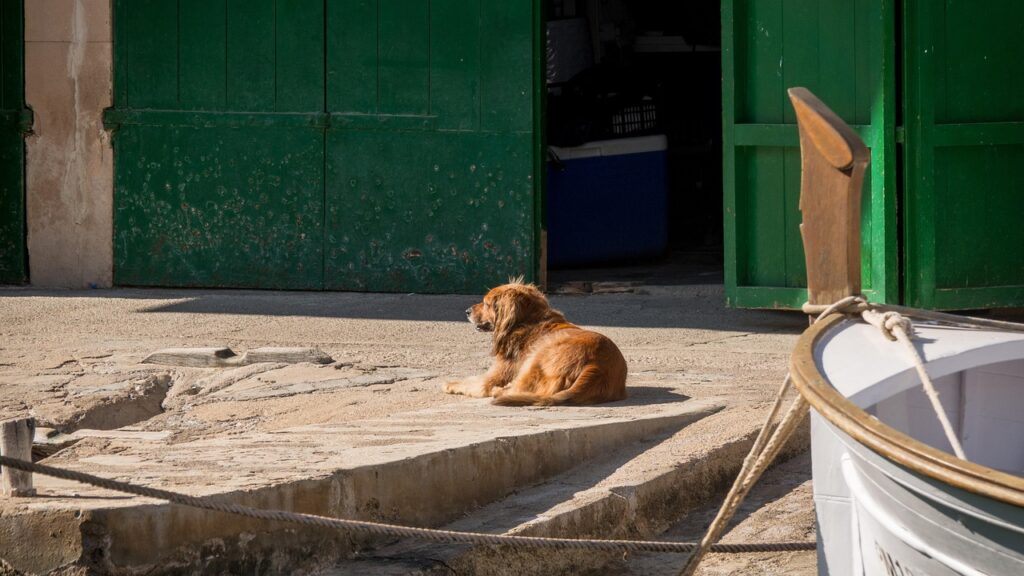dog in cala figuera