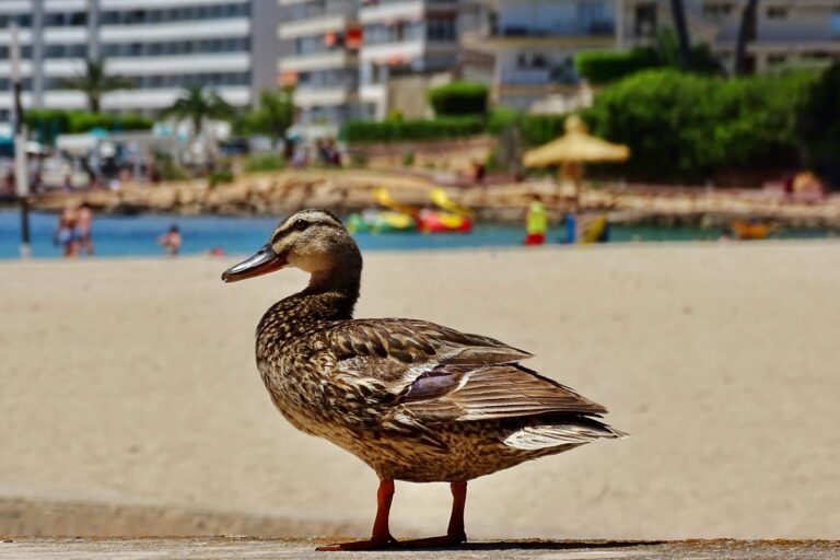 playa de sa ponsa