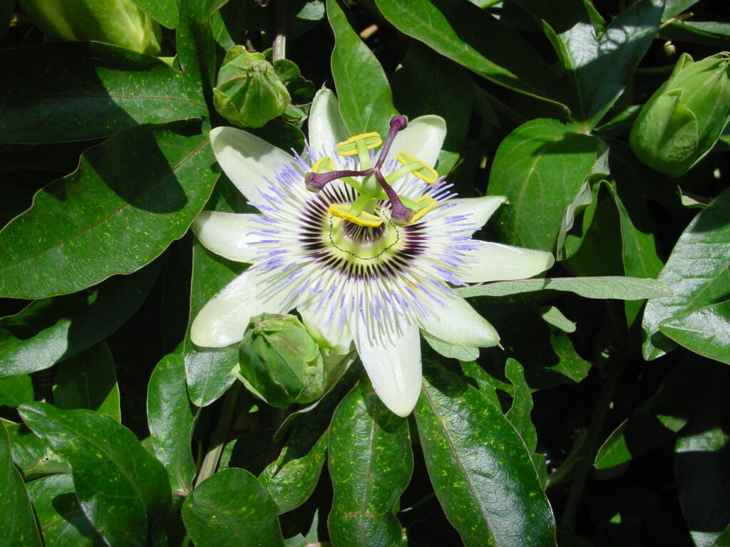 passion flower casalarreina