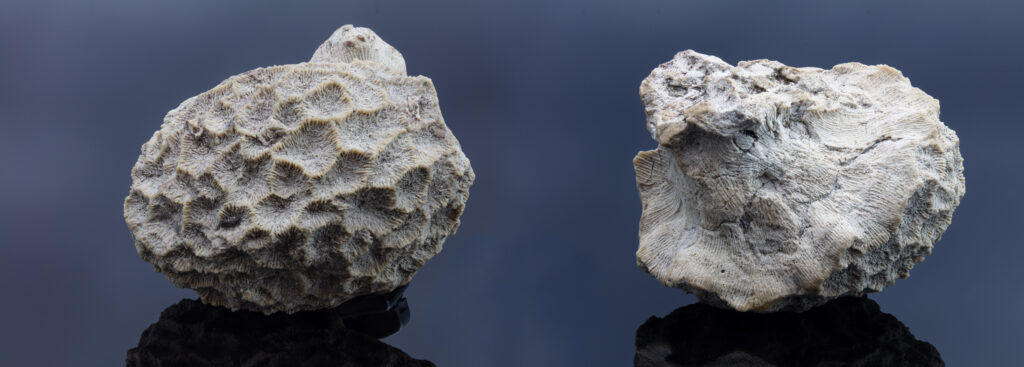 fossils in castellote