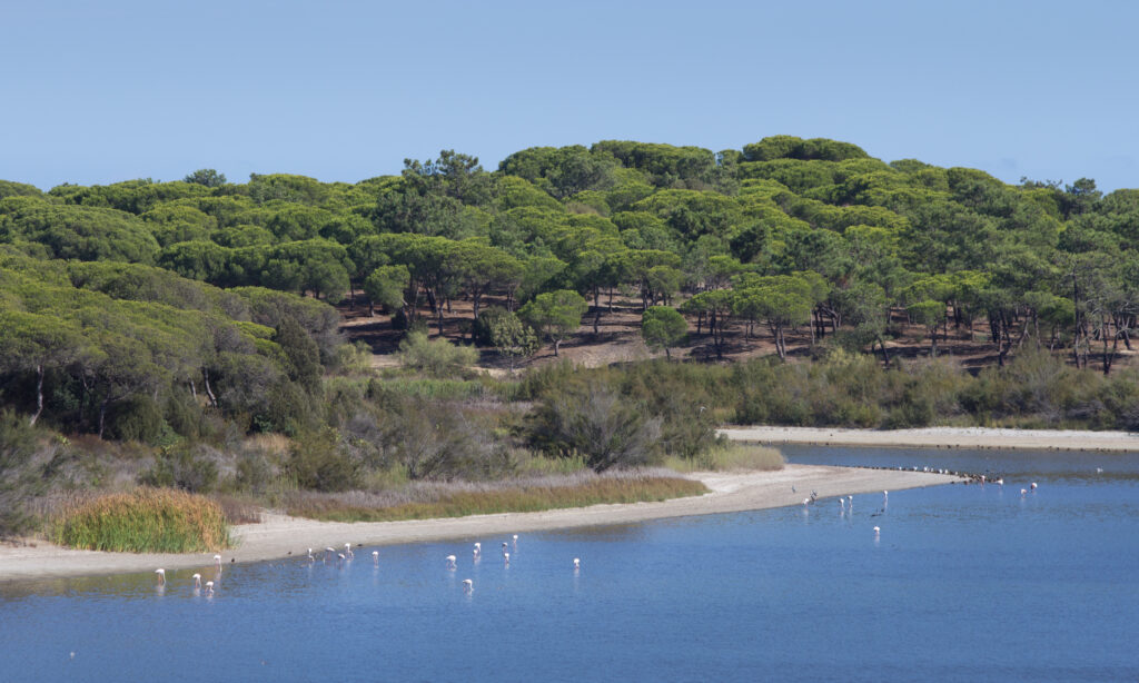 migratory birds in the El Portil lagoon