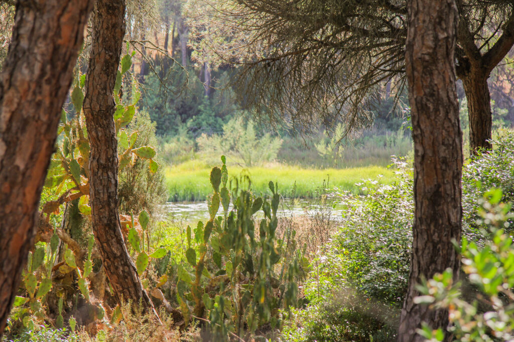 pine trees in the lagoon of El Portil