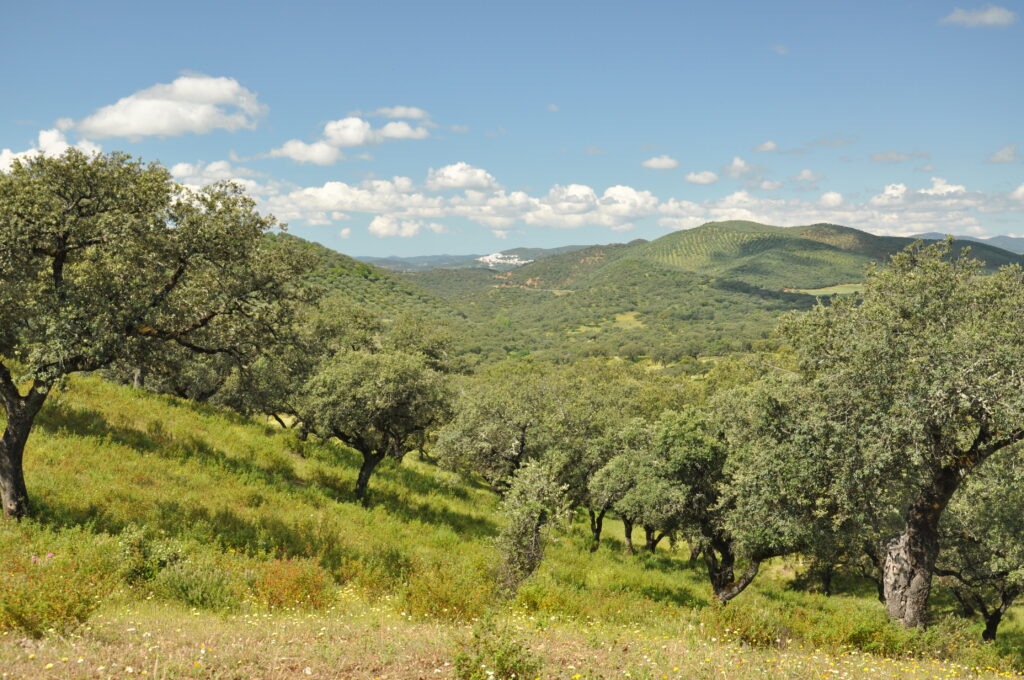 Sierra de Aracena Natural Park