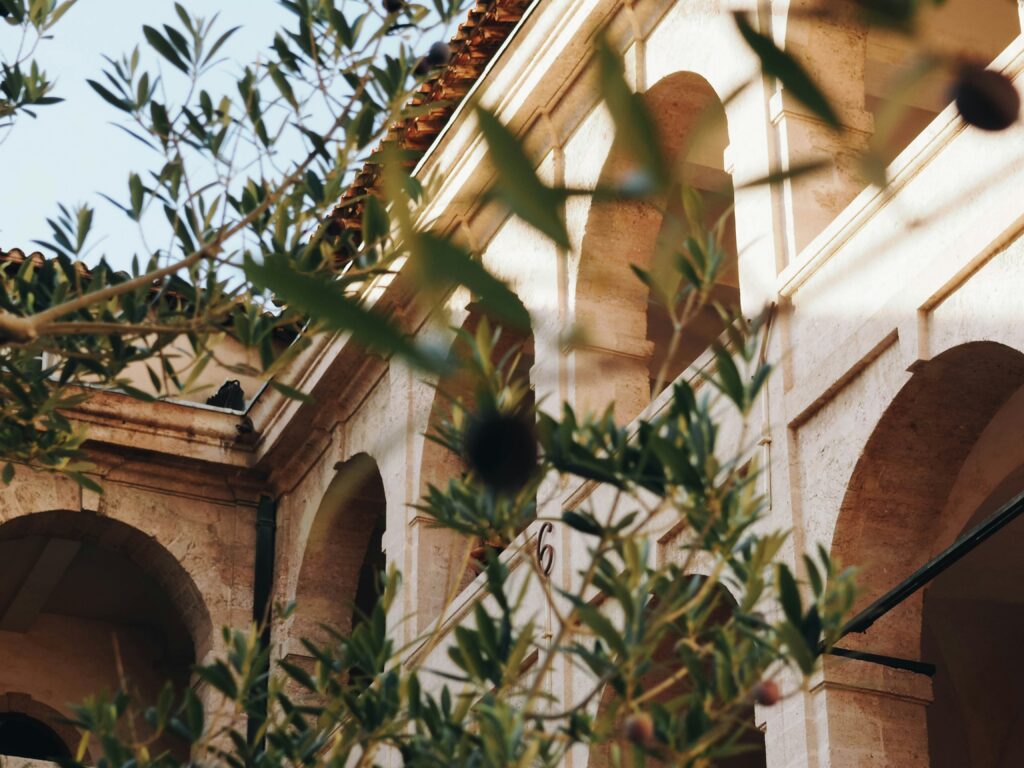 olive tree in calaceite