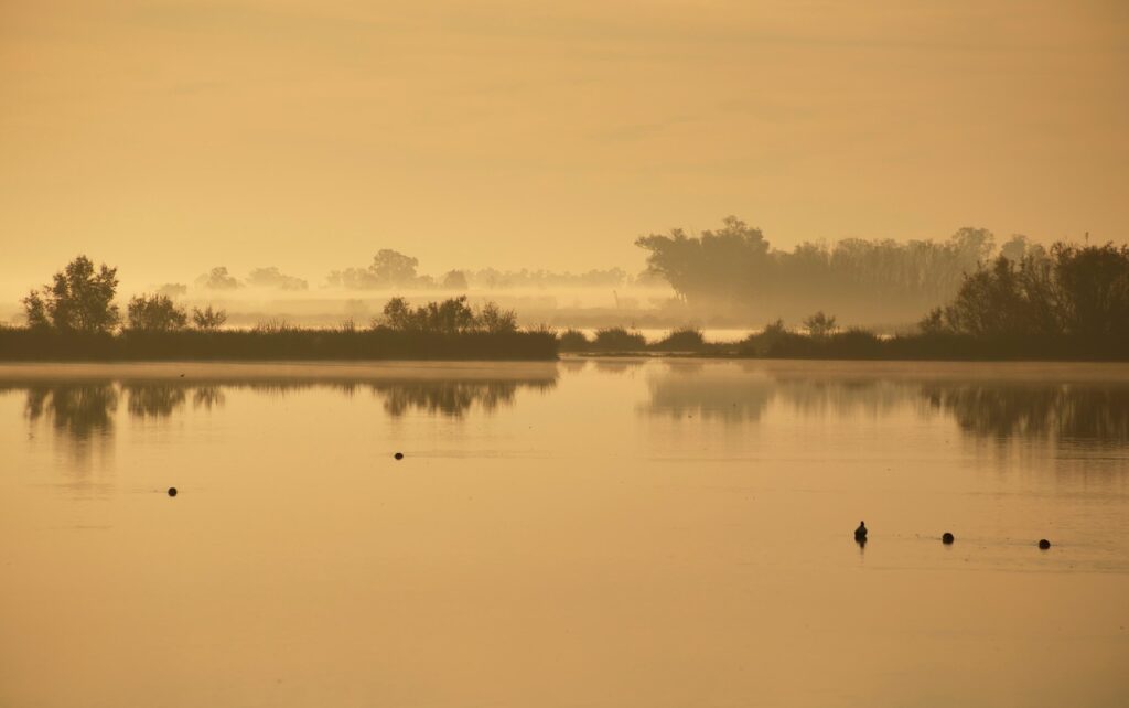 lagoon in doñana