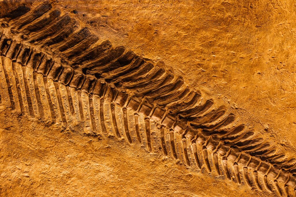 fossil tastavins
