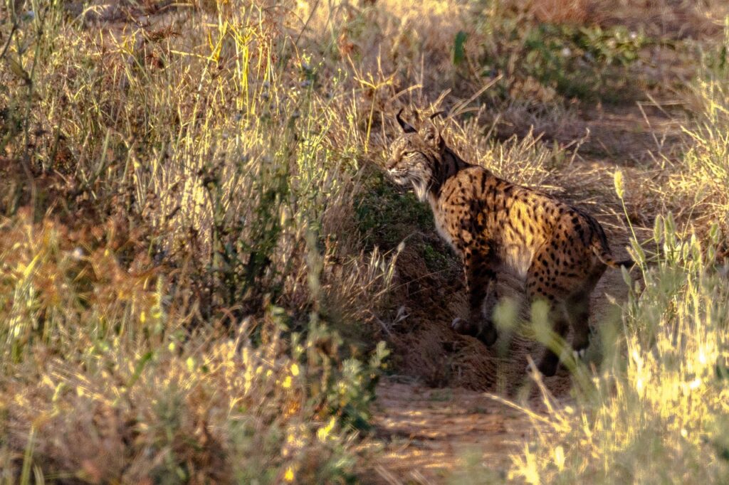 lynx in doñana park