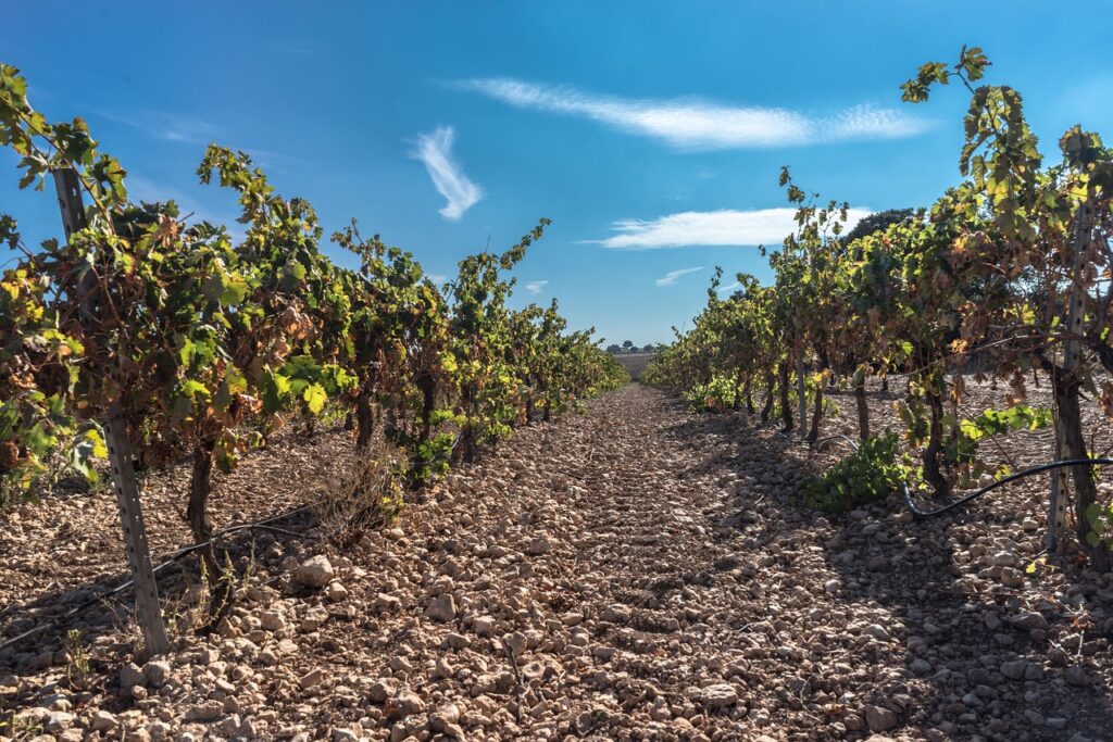vine in sajazarra