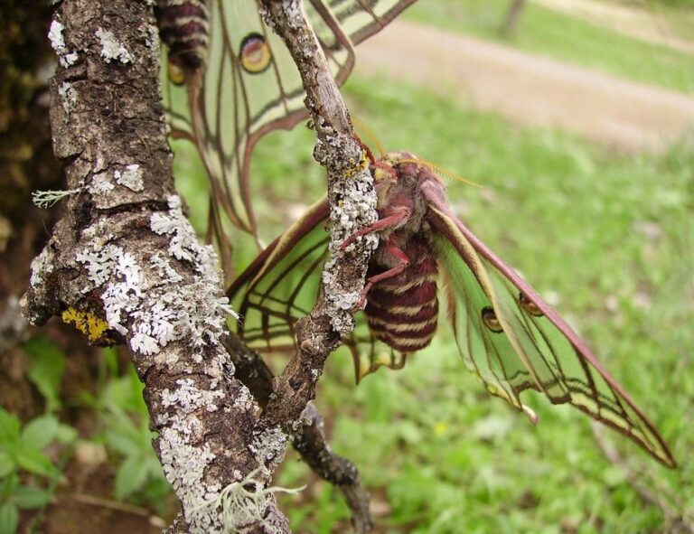 Graellsia isabelae peguerinos