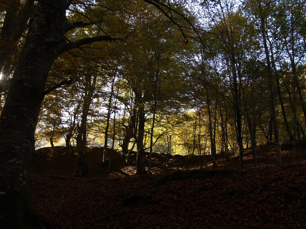 sierra cebollera forest