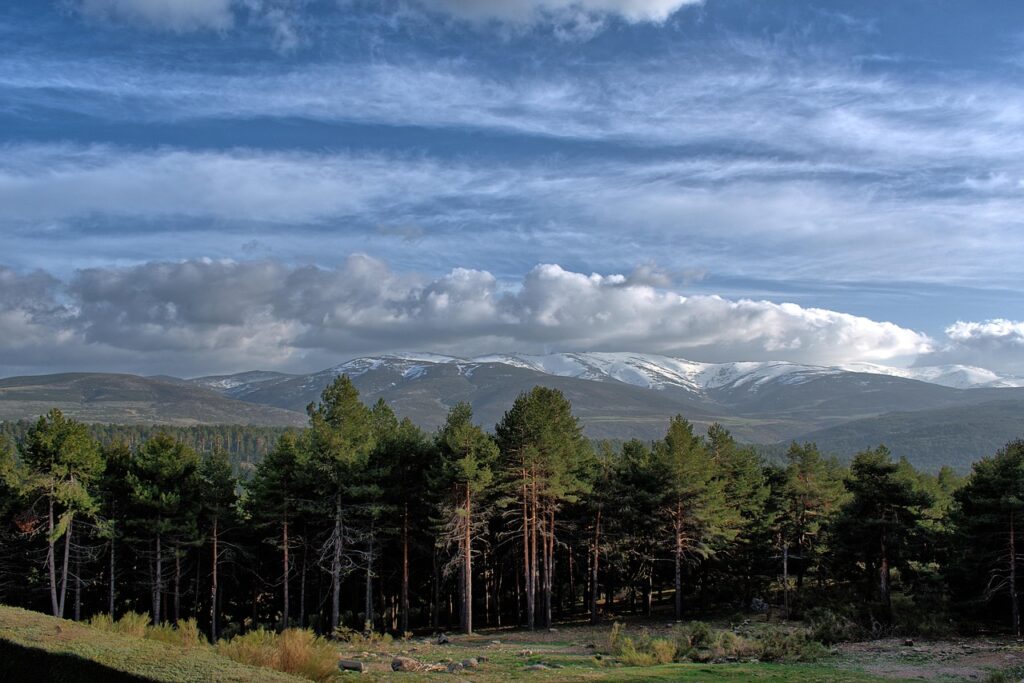 pine trees of the Sierra de Gredos