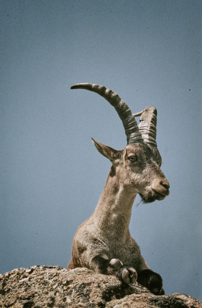 mountain goat in the Sierra de Gredos