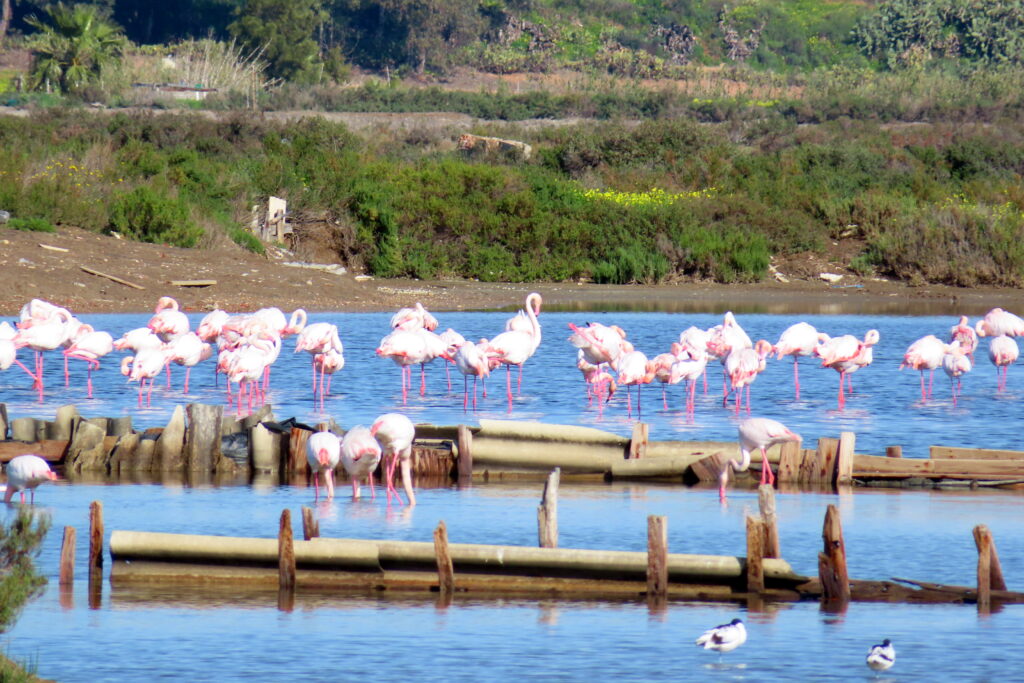 flamencos en isla cristina