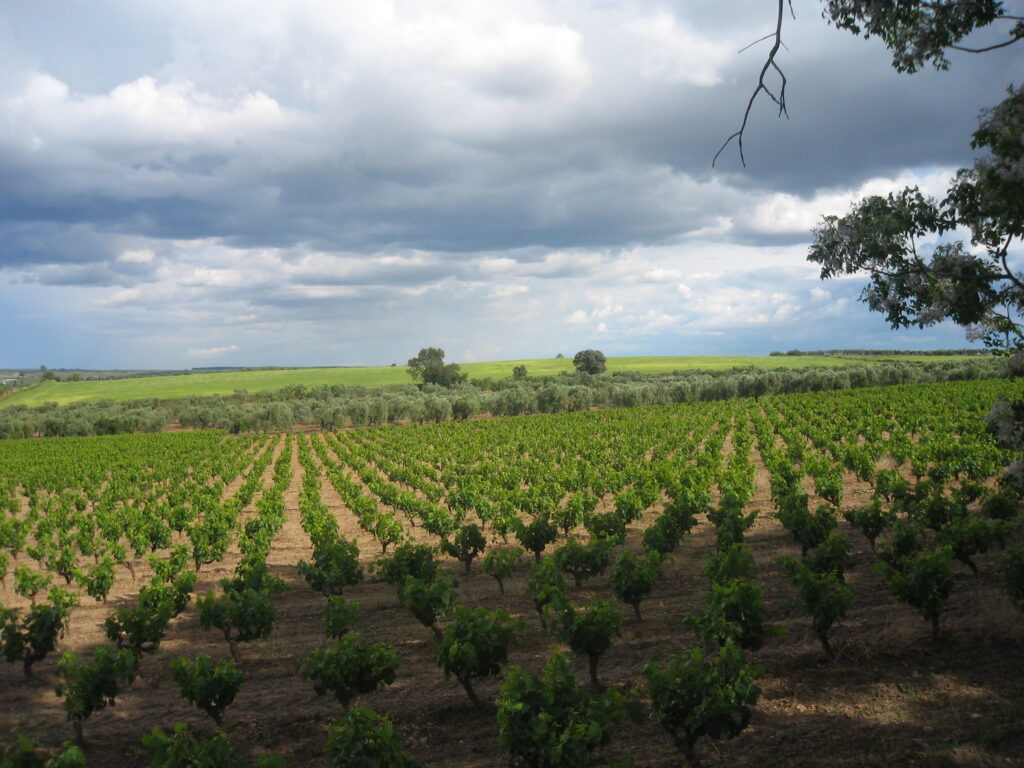 Denominación de Origen Condado de Huelva