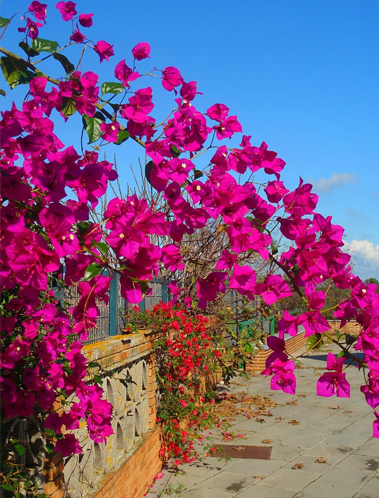 flowers on a street in Aljaraque
