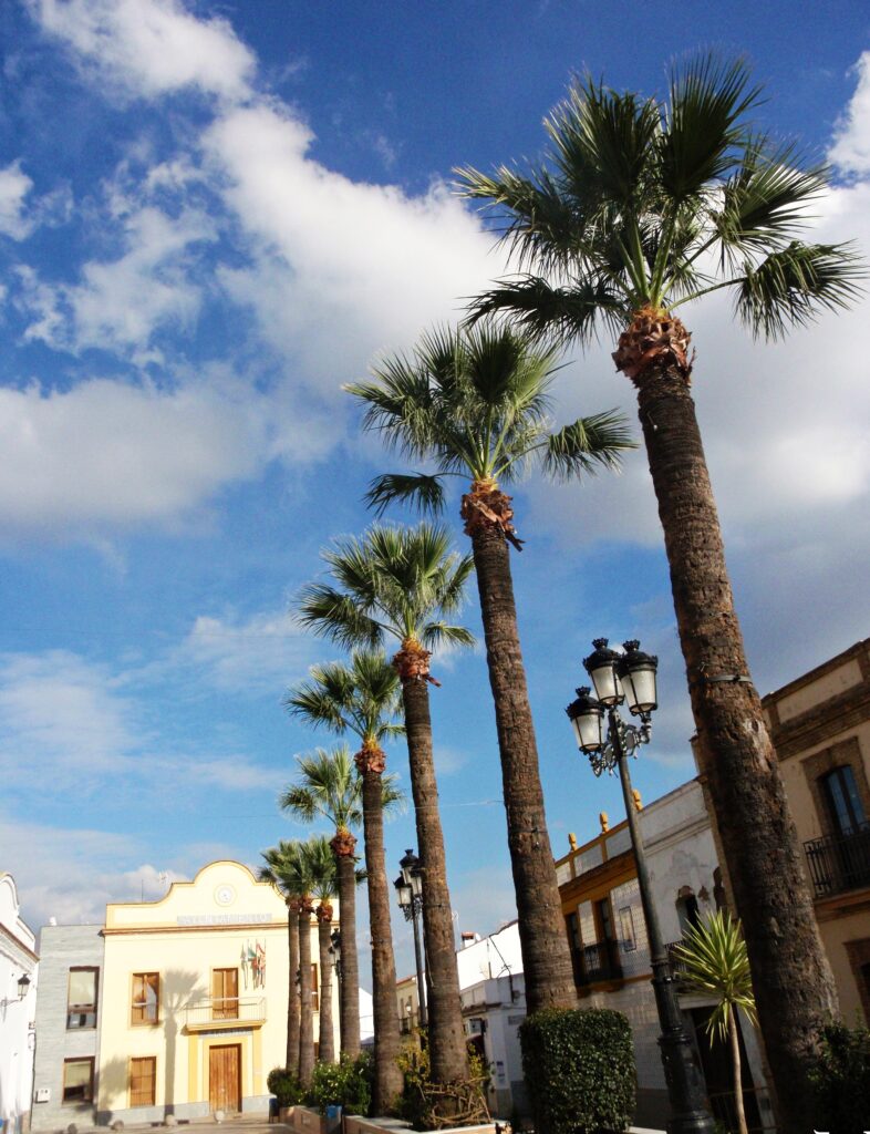 palm trees in Alosno