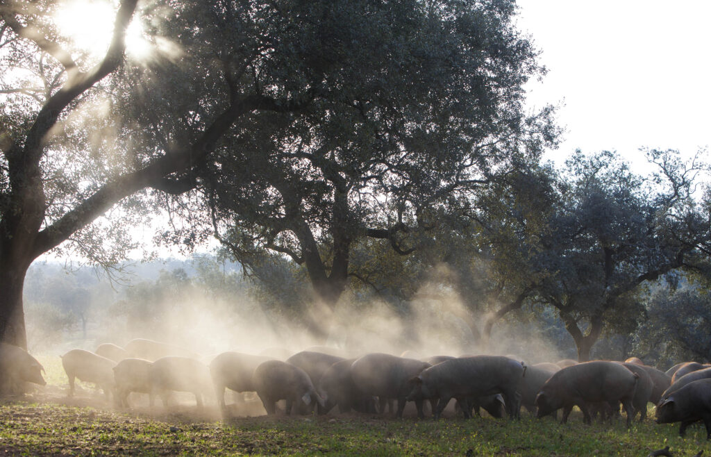 Iberian pork in the Sierra de Aracena