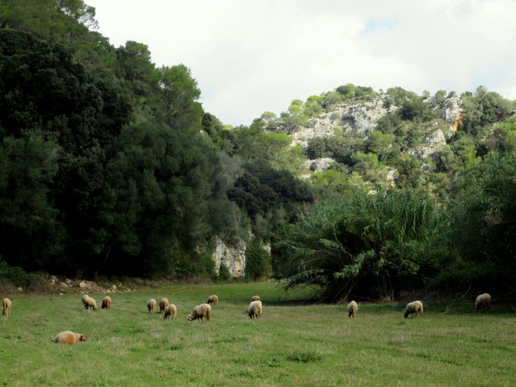 Barranco de Algendar