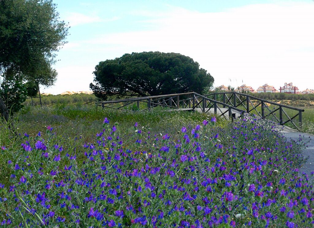 blue flowers in the aljaraque