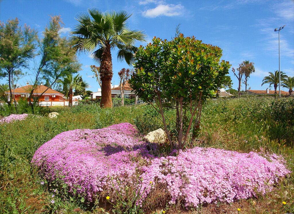 flowers in Bellavista