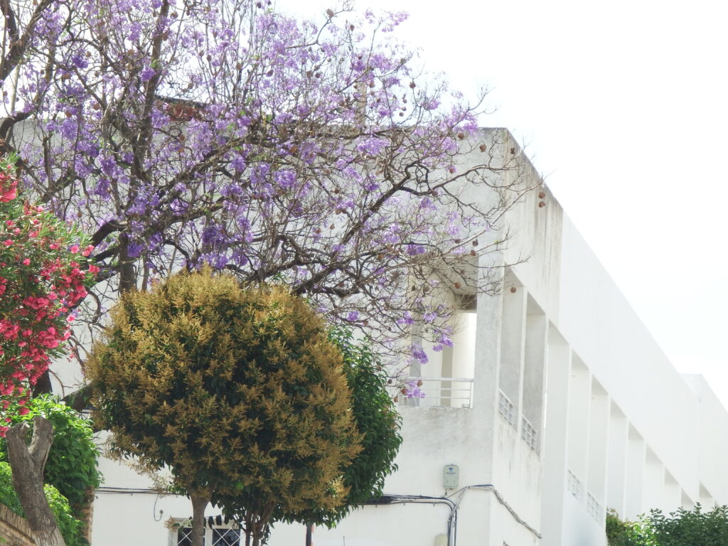 trees in bonares