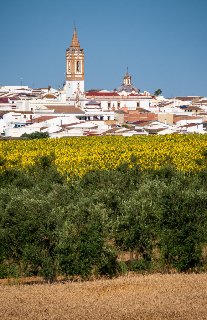 flowers in Rociana del Condado