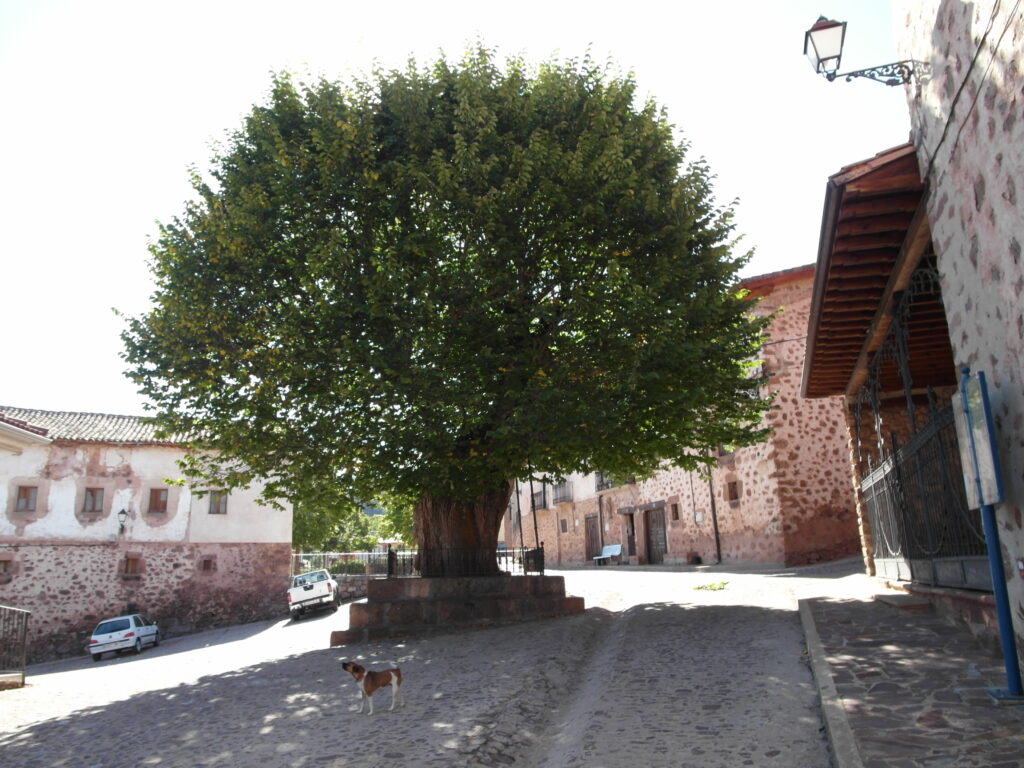 centenary elm tree in El Rasillo
