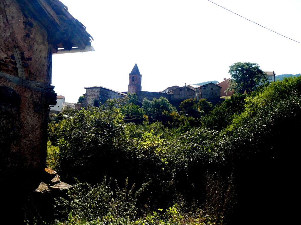 vegetation on the roof