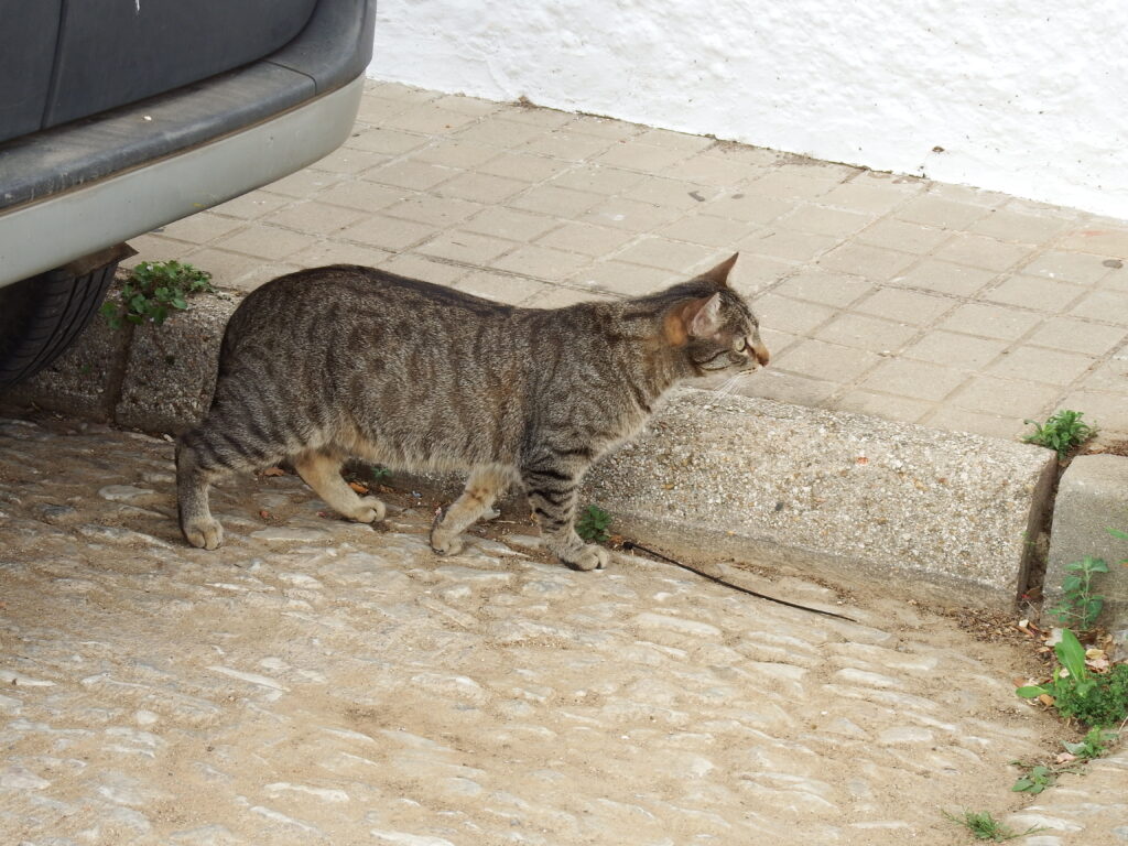 cat in galaroza