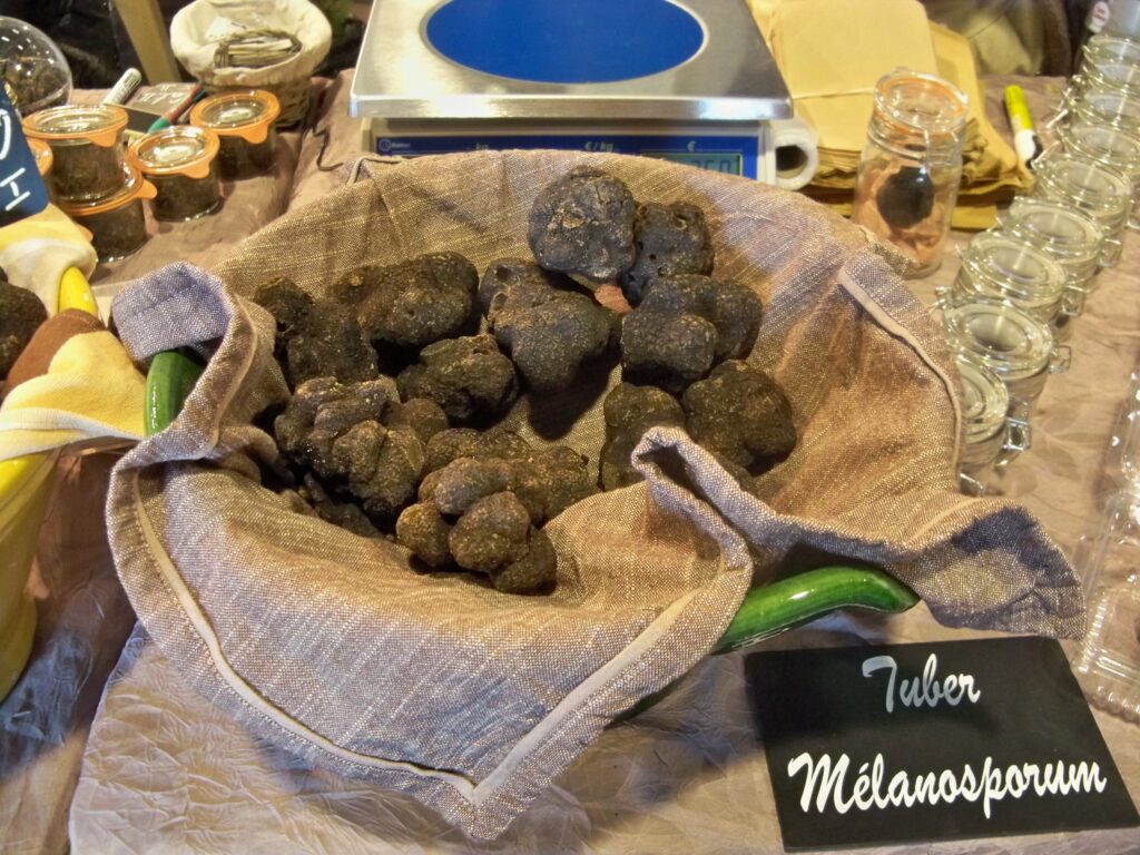 Tuber melanosporum spain