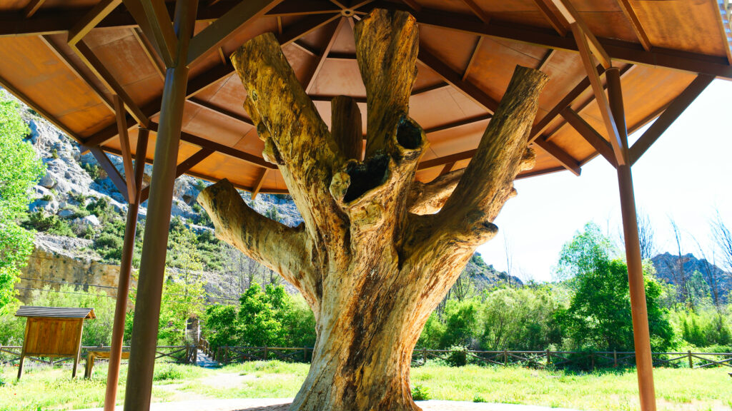 arbol del planton del covacho