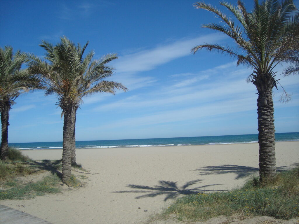 pine forest beach