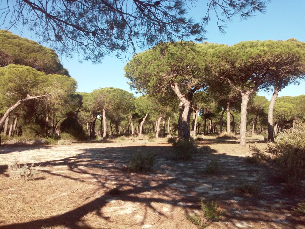 pine forests in Mazagón