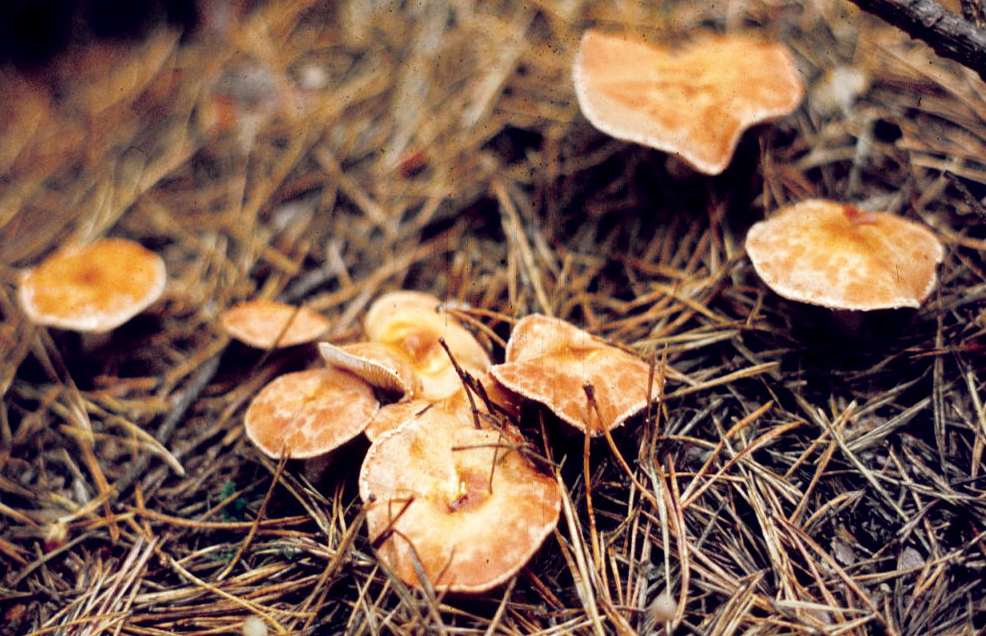 milk caps on the brushwood
