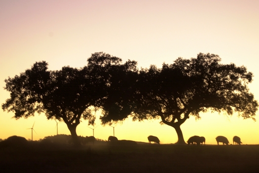 Iberian pork in Tharsis