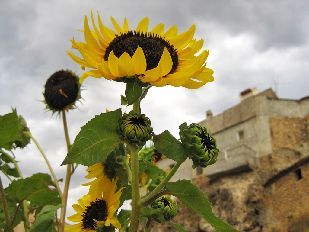 girasol en letur