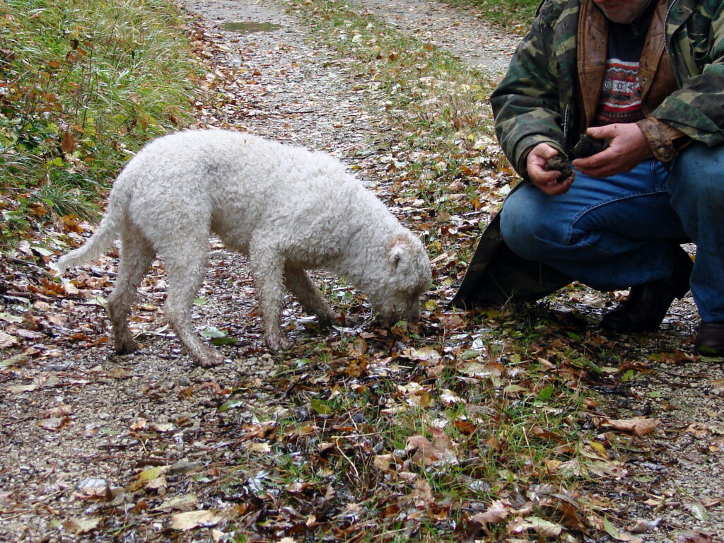 dog searching for truffles