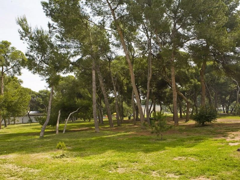 pine forest park
