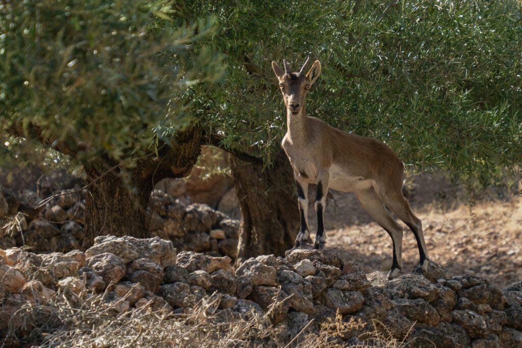 bogarra fauna