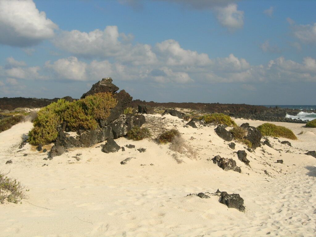 vegetacion en la caleta del mojon blanco