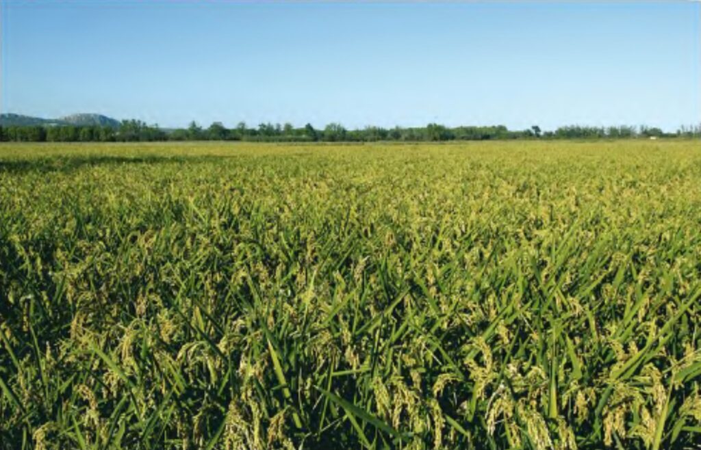 campo de arroz en pals