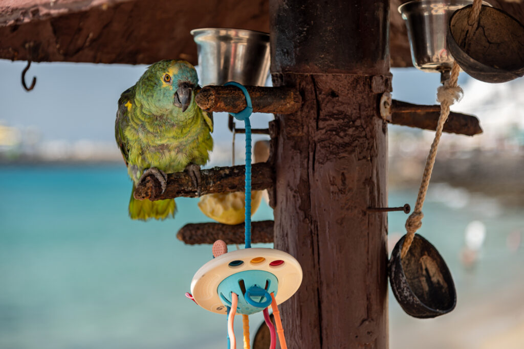 pajaro en playa blanca