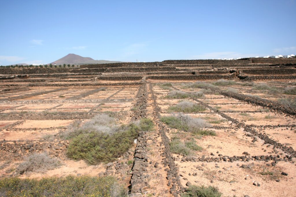 campos de cultivo en tahiche