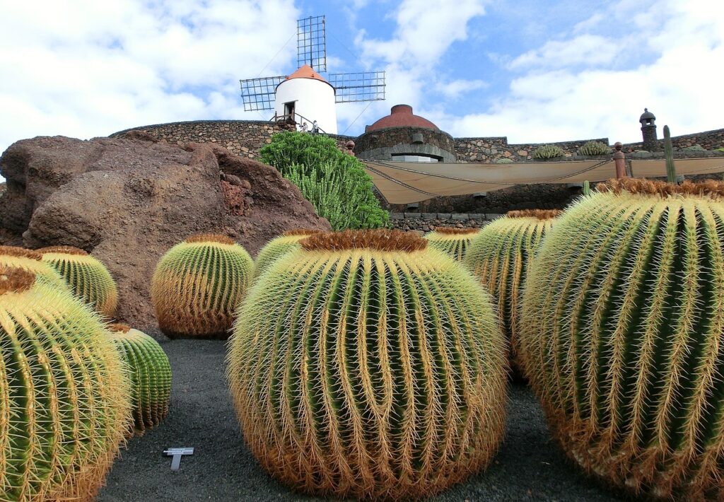 cactus en el golfo